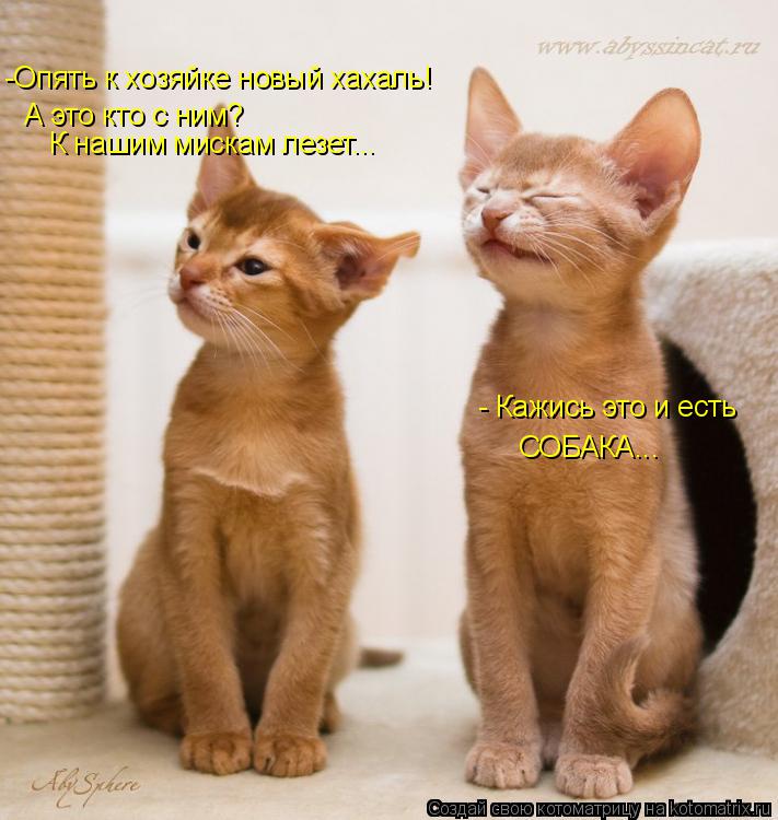 Котоматрица: -Опять к хозяйке новый хахаль! А это кто с ним? К нашим мискам лезет... - Кажись это и есть СОБАКА...