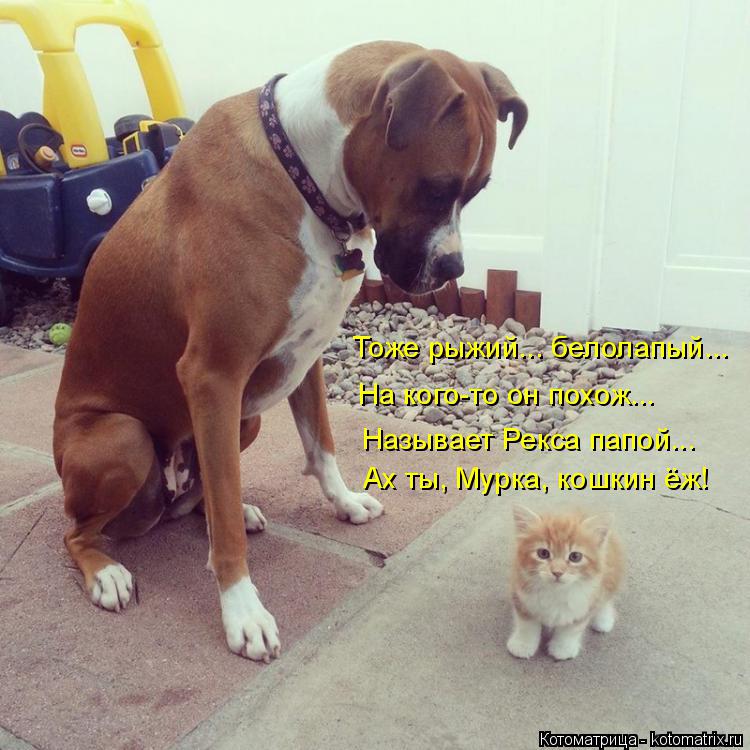 Котоматрица: Тоже рыжий... белолапый... Ах ты, Мурка, кошкин ёж! На кого-то он похож... Называет Рекса папой...