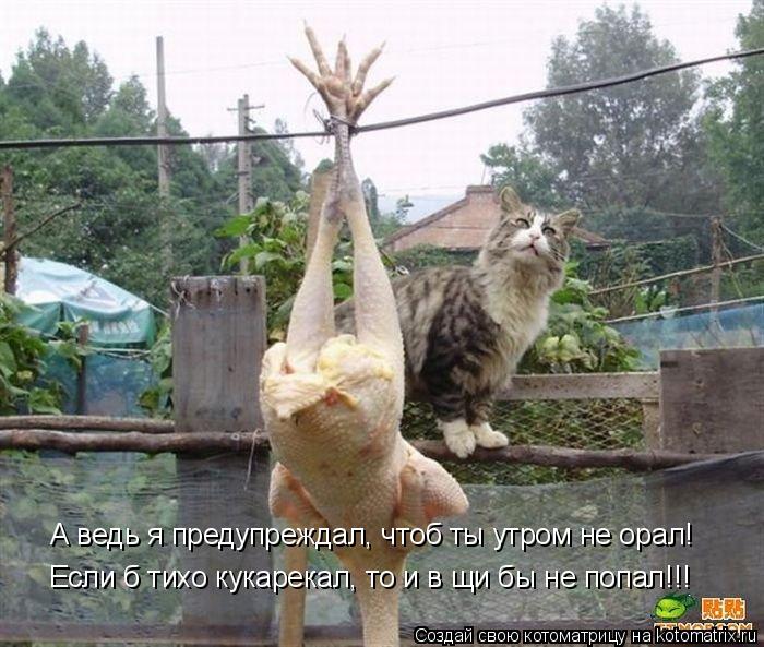 Котоматрица: А ведь я предупреждал, чтоб ты утром не орал! Если б тихо кукарекал, то и в щи бы не попал!!!