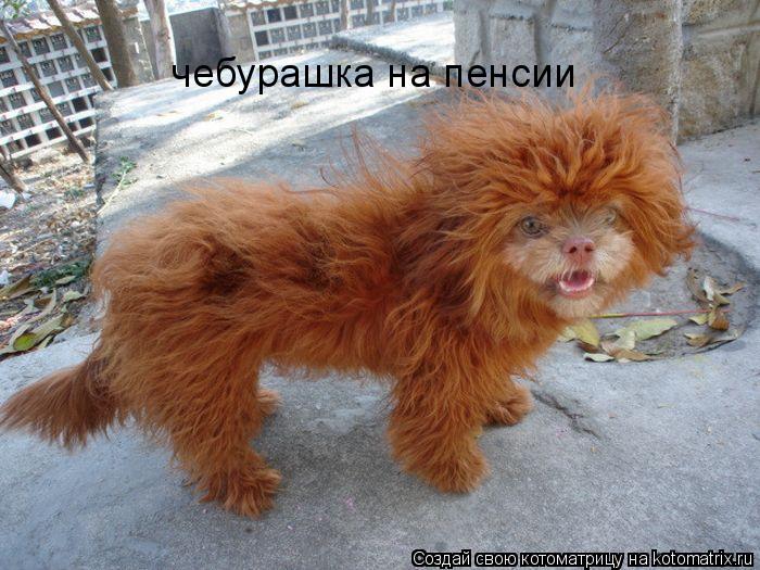Котоматрица: чебурашка на пенсии