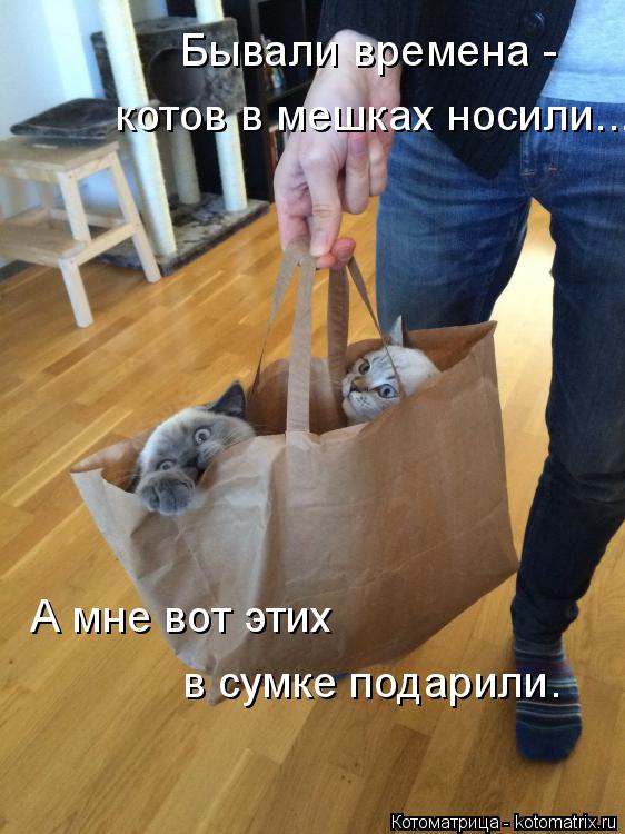 Котоматрица: Бывали времена -  котов в мешках носили... А мне вот этих в сумке подарили.