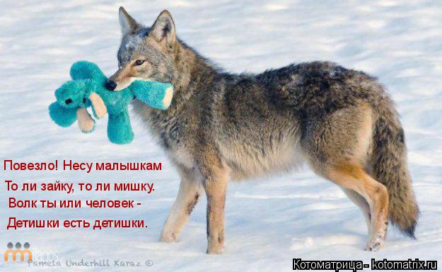 Котоматрица: Детишки есть детишки. То ли зайку, то ли мишку. Волк ты или человек -  Повезло! Несу малышкам