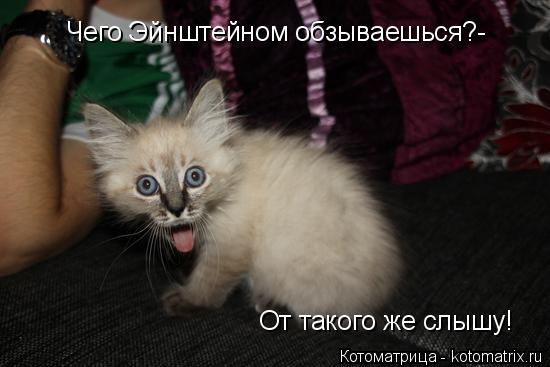 Котоматрица: Чего Эйнштейном обзываешься?- От такого же слышу!