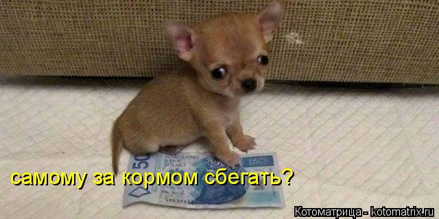 самому за кормом сбегать?... Котоматрица: самому за кормом сбегать?