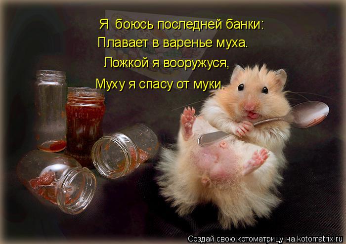 Котоматрица: Я  боюсь последней банки: Плавает в варенье муха. Ложкой я вооружуся, Муху я спасу от муки.