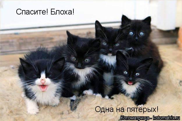Котоматрица: Спасите! Блоха! Одна на пятерых!