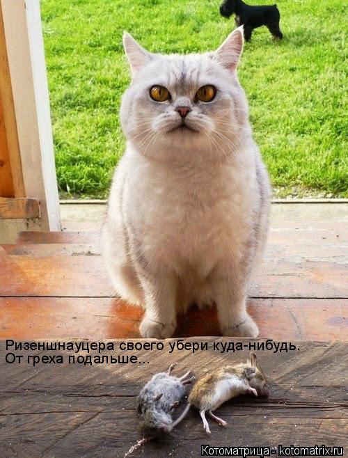 Котоматрица: Ризеншнауцера своего убери куда-нибудь.  От греха подальше...