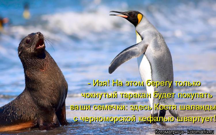 Котоматрица: - Изя! На этом берегу только чокнутый таракан будет покупать  с черноморской кефалью швартует!  ваши семечки: здесь Костя шаланды