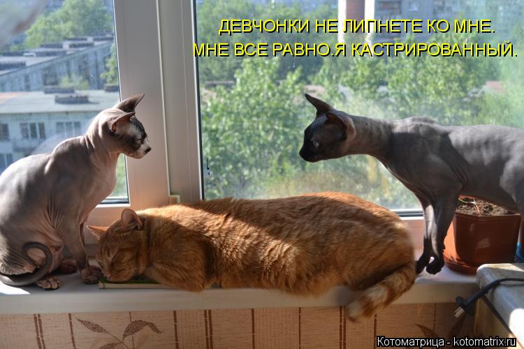 ДЕВЧОНКИ НЕ ЛИПНЕТЕ КО МНЕ. МНЕ ВСЕ РАВНО.Я КАСТРИРОВАННЫЙ.... Котоматрица: ДЕВЧОНКИ НЕ ЛИПНЕТЕ КО МНЕ. МНЕ ВСЕ РАВНО.Я КАСТРИРОВАННЫЙ.