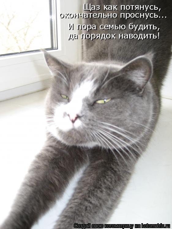 Котоматрица: да порядок наводить! И пора семью будить, Щаз как потянусь, окончательно проснусь...