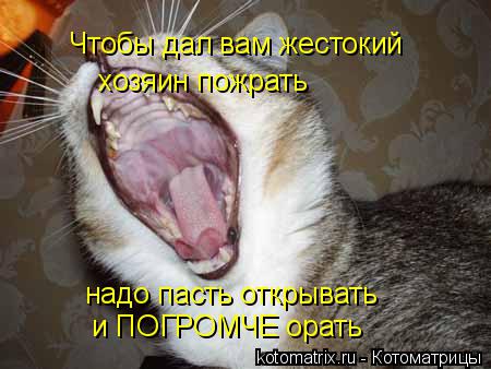 Чтобы дал вам жестокий хозяин пожрать надо пасть открывать и ПОГРОМЧЕ орать... Котоматрица: Чтобы дал вам жестокий хозяин пожрать надо пасть открывать и ПОГРОМЧЕ орать