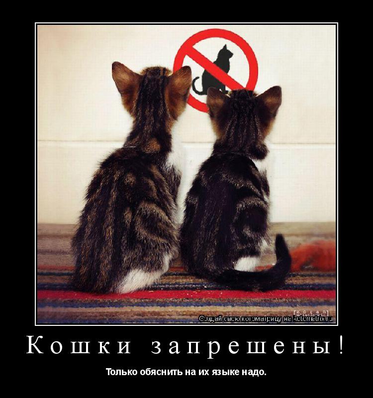 Котоматрица: Кошки запрешены! Только обяснить на их языке надо.