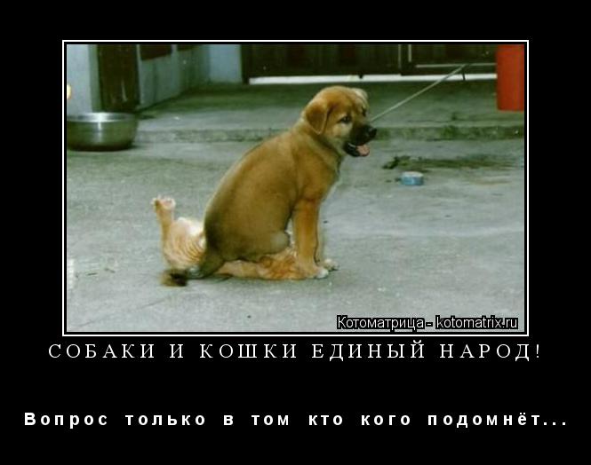 Котоматрица: СОБАКИ И КОШКИ ЕДИНЫЙ НАРОД! В о п р о с    т о л ь к о    в    т о м    к т о    к о г о    п о д о м н ё т . . .