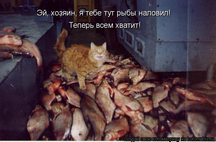 Котоматрица: Эй, хозяин, я тебе тут рыбы наловил! Теперь всем хватит!