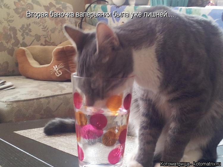 Котоматрица: Вторая баночка валерьянки была уже лишней....
