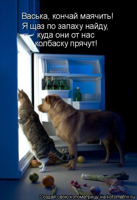 Котоматрица: Васька, кончай маячить! Я щаз по запаху найду, куда они от нас колбаску прячут!