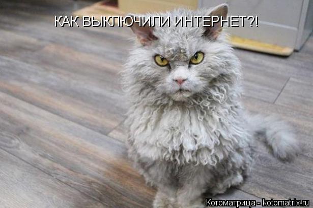 Котоматрица: КАК ВЫКЛЮЧИЛИ ИНТЕРНЕТ?!