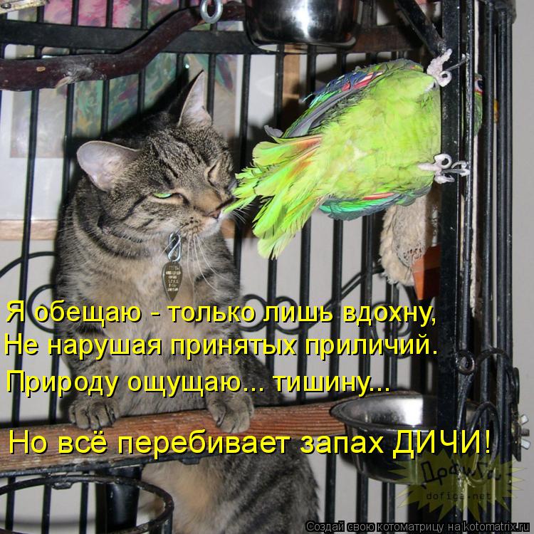 Котоматрица: Я обещаю - только лишь вдохну, Не нарушая принятых приличий. Природу ощущаю... тишину... Но всё перебивает запах ДИЧИ!