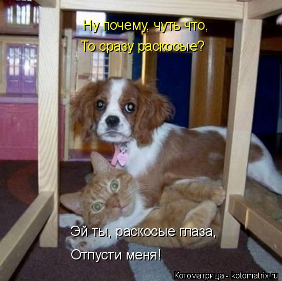 Котоматрица: Эй ты, раскосые глаза, Отпусти меня! Ну почему, чуть что, То сразу раскосые?