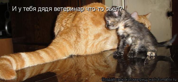 Котоматрица: И у тебя дядя ветеринар что-то сьел?