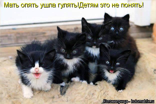Котоматрица: Мать опять ушла гулять!Детям это не понять!