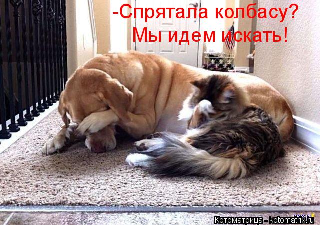 Котоматрица: -Спрятала колбасу? Мы идем искать!
