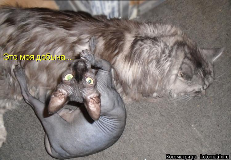 Котоматрица: Это моя добыча....