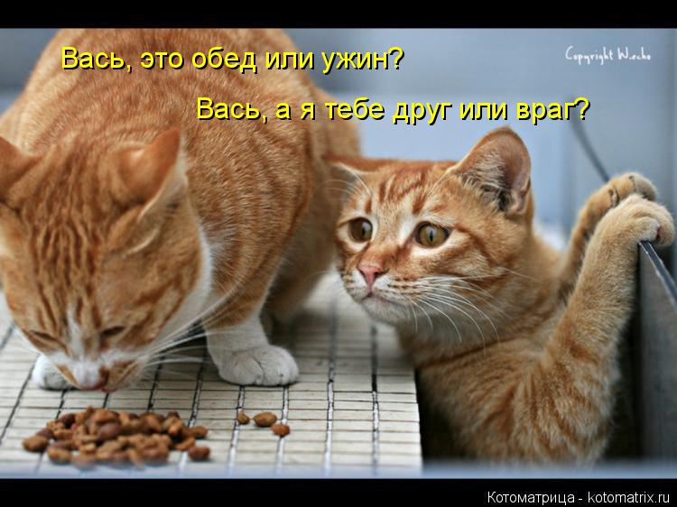 Котоматрица: Вась, это обед или ужин? Вась, а я тебе друг или враг?