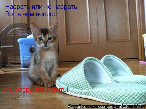 Котоматрица: Насрать или не насрать, Вот в чём вопрос. Эх, насру, так и быть!