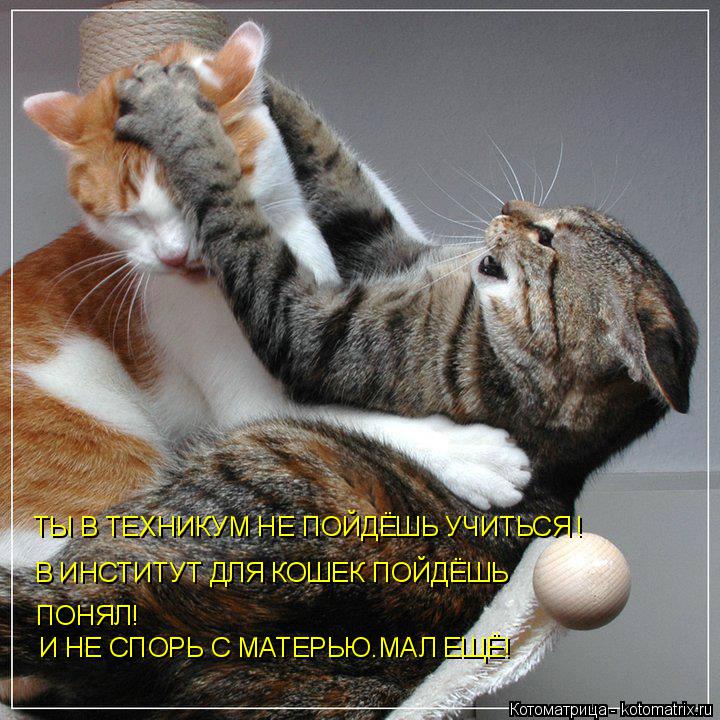 Котоматрица: ТЫ В ТЕХНИКУМ НЕ ПОЙДЁШЬ УЧИТЬСЯ ! В ИНСТИТУТ ДЛЯ КОШЕК ПОЙДЁШЬ ПОНЯЛ! И НЕ СПОРЬ С МАТЕРЬЮ.МАЛ ЕЩЁ!