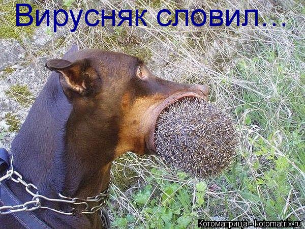 Котоматрица: Вирусняк словил…