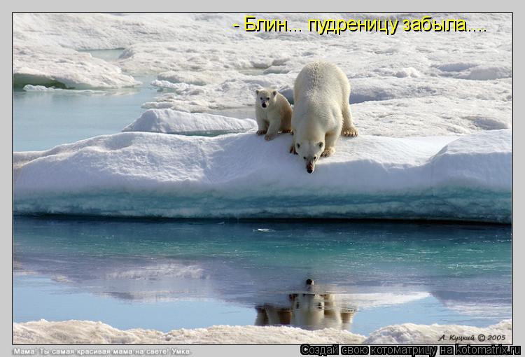 Котоматрица: - Блин... пудреницу забыла....