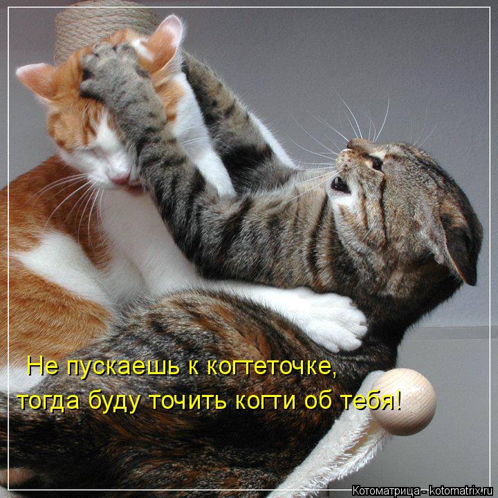 Котоматрица: Не пускаешь к когтеточке, тогда буду точить когти об тебя!