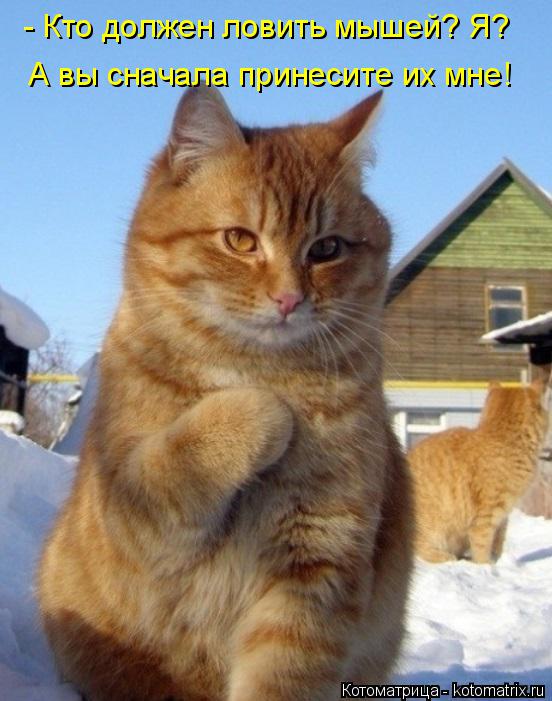 Котоматрица: - Кто должен ловить мышей? Я? А вы сначала принесите их мне!