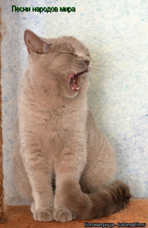Котоматрица: Песни народов мира