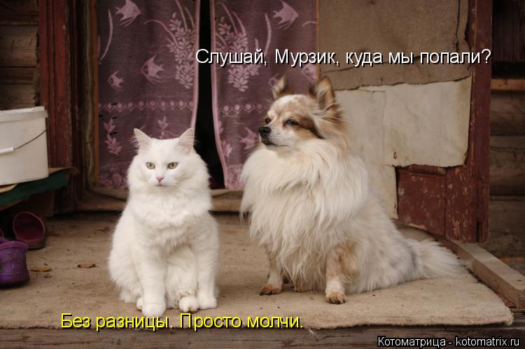 Котоматрица: Слушай, Мурзик, куда мы попали? Без разницы. Просто молчи.