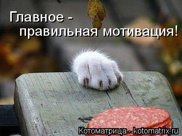 Котоматрица: Главное - правильная мотивация!