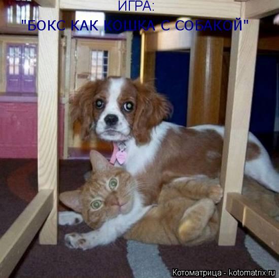 ИГРА: "БОКС КАК КОШКА С СОБАКОЙ"... Котоматрица: ИГРА: "БОКС КАК КОШКА С СОБАКОЙ"