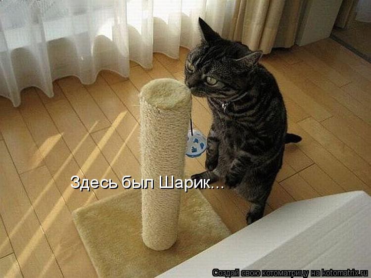 Котоматрица: Здесь был Шарик...