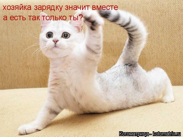 Котоматрица: хозяйка зарядку значит вместе а есть так только ты? а есть так только ты?