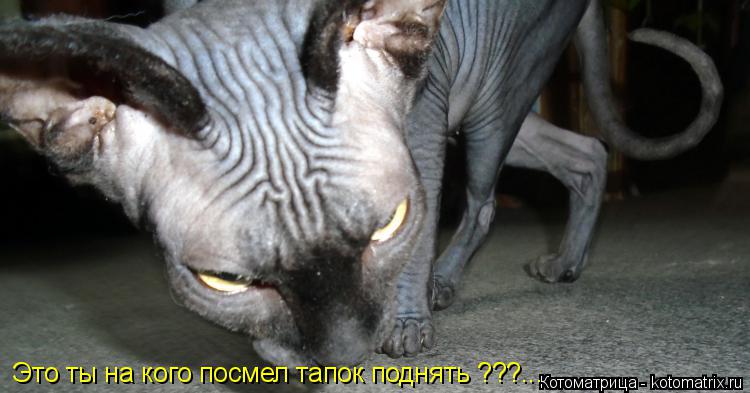 Котоматрица: Это ты на кого посмел тапок поднять ???...