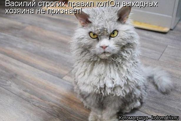 Котоматрица: Василий строгих правил кот!Он выходных  хозяина не признает!