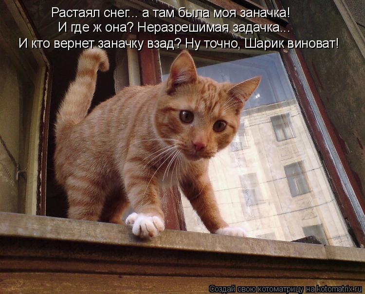 Котоматрица: Растаял снег... а там была моя заначка! И где ж она? Неразрешимая задачка... И кто вернет заначку взад? Ну точно, Шарик виноват!