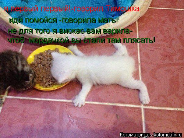 Котоматрица: я первый первый!-говорил Тимошка иди помойся -говорила мать не для того я вискас вам варила-  чтоб  мордачкой вы стали там плясать!