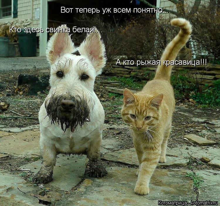 Котоматрица: Вот теперь уж всем понятно.... Кто здесь свинка белая.... А кто рыжая красавица!!!