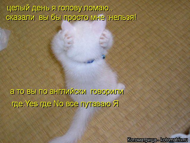 Котоматрица: целый день я голову ломаю.. сказали  вы бы просто мне :нельзя! а то вы по английски  говорили  где:Yes где No все путаваю Я