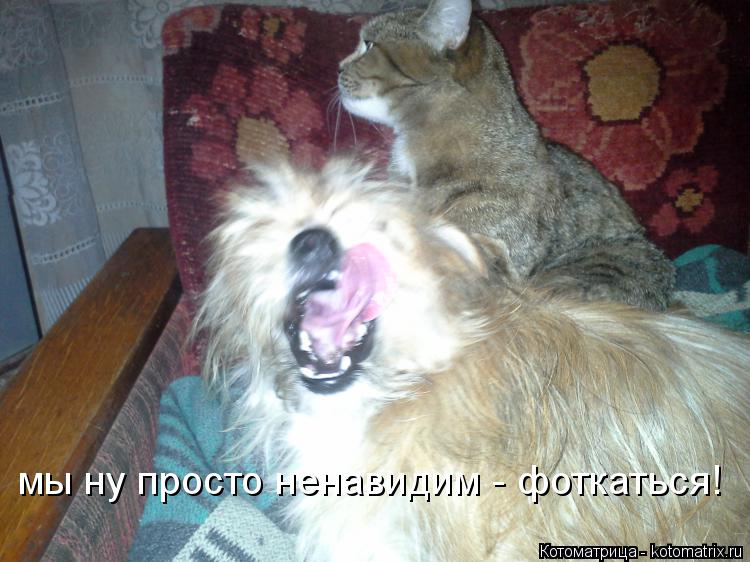 Котоматрица: мы ну просто ненавидим - фоткаться!