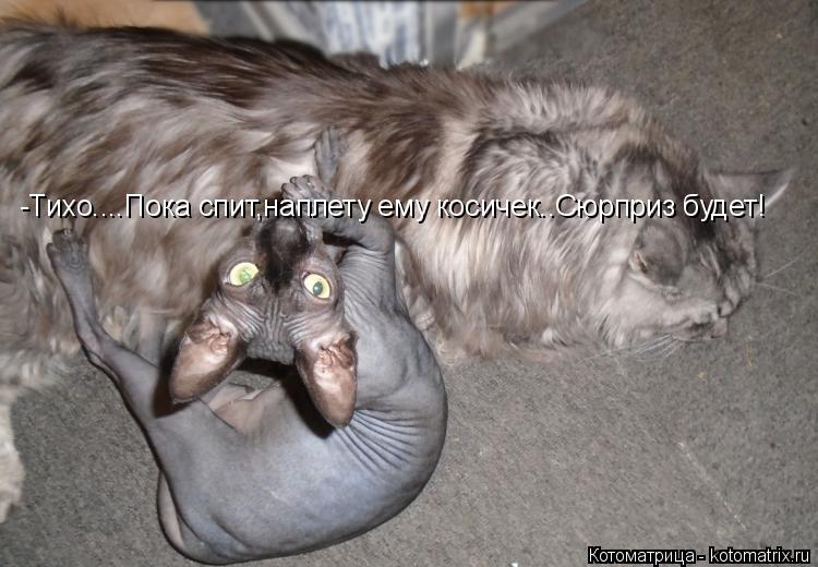Котоматрица: -Тихо....Пока спит,наплету ему косичек..Сюрприз будет!