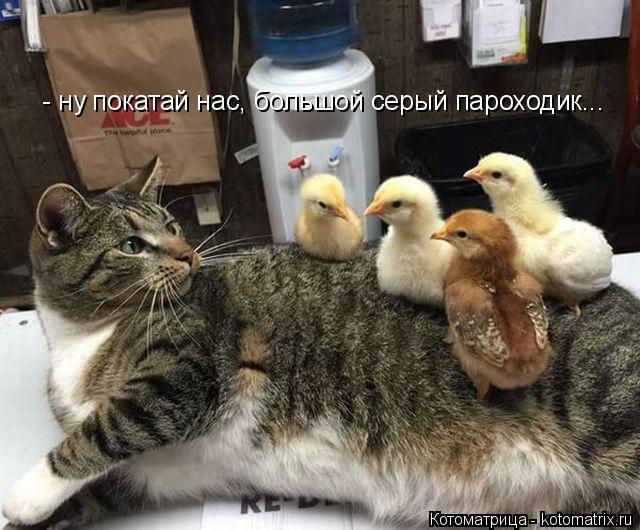 Котоматрица: - ну покатай нас, большой серый пароходик...