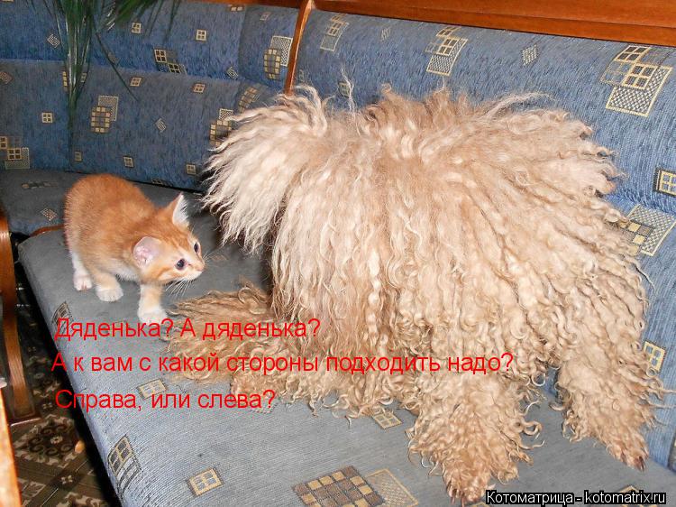 Котоматрица: Дяденька? А дяденька? А к вам с какой стороны подходить надо? Справа, или слева?